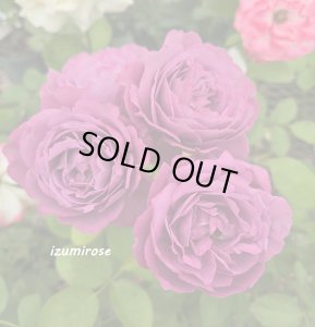 画像4: 恋いづな【こいいづな】 (4)