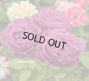 画像5: 恋いづな【こいいづな】 (5)