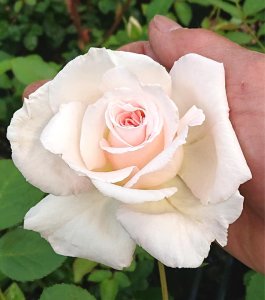 画像2: 根室の朝【ねむろのあさ】 (2)