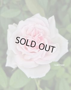 画像3: セルズ ムルティフローラ (3)