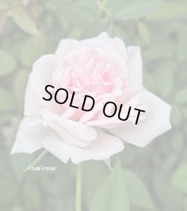 画像2: セルズ ムルティフローラ (2)