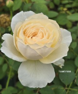 画像7: シンファ (7)