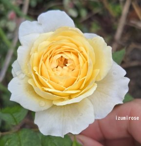 画像9: シンファ (9)