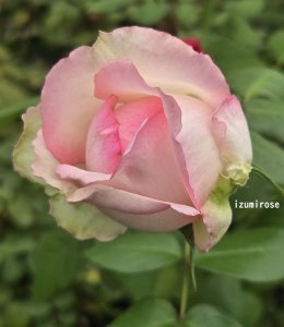 画像2: オーナードバルザック【Honore de Balzac】 (2)