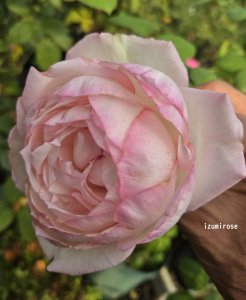 画像1: オーナードバルザック【Honore de Balzac】 (1)