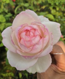 画像4: オーナードバルザック【Honore de Balzac】 (4)