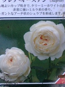 画像2: クレア　オースチン (2)