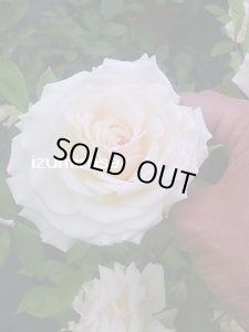 画像2: マダム　ブラヴィ【Mme. Bravy 】 (2)