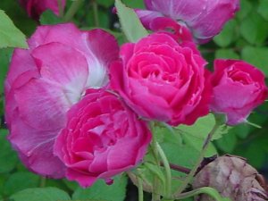 画像1: 赤胆紅心（ツダンホンシン？） (1)