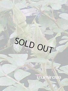 画像2: 八重山乙女 (2)