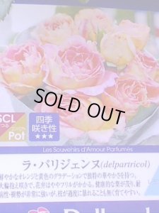 画像3: ラ　パリジェンヌ (3)