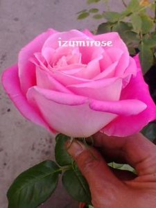 画像3: 縞々　スウィート　メリナ【Sweet melina】 (3)