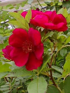 画像1: ベーシズ　パープル　ローズ【Basye`s　Purple Rose】 (1)