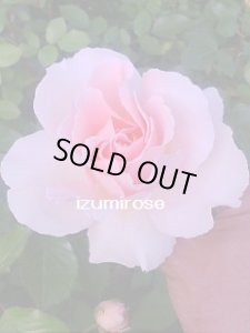 画像3: バーバラ　オースチン (3)