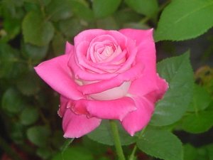 画像2: 縞々　スウィート　メリナ【Sweet melina】 (2)