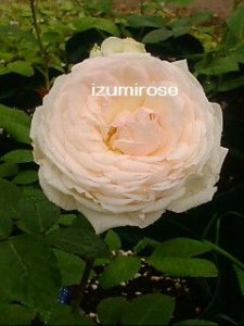 画像2: ツル　クロチルド　スペール 【ツル粉粧楼？】 (2)