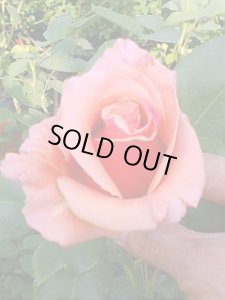 画像1: アン ヘンダーソン【Anne Henderson】 (1)