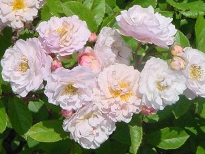 画像2: コーネリア【Cornelia】 (2)