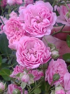 画像1: フェアリー　ボタン (1)