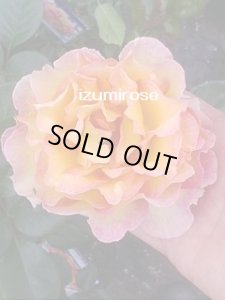 画像2: ラ　パリジェンヌ (2)