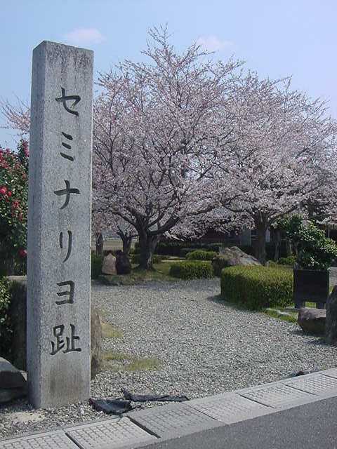 さくら咲く安土セミナリヨ跡