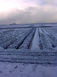 また雪です。