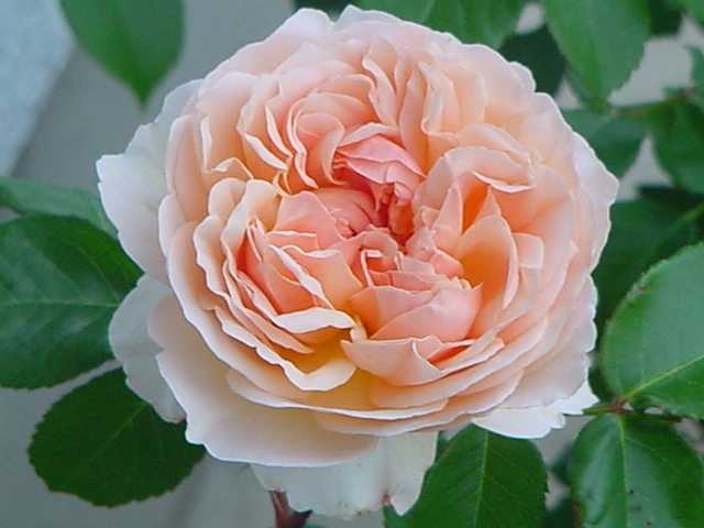 バラ苗　エヴリン　超希少　数々のバラありますがサイコーのバラです。